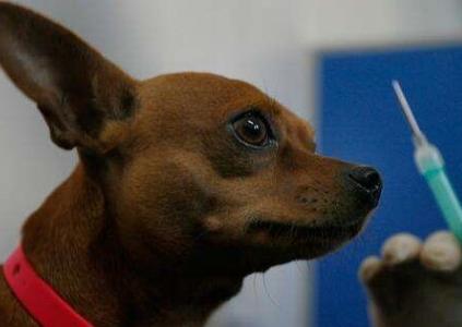 狂犬什么时间内打,正确的养狼犬方法视频