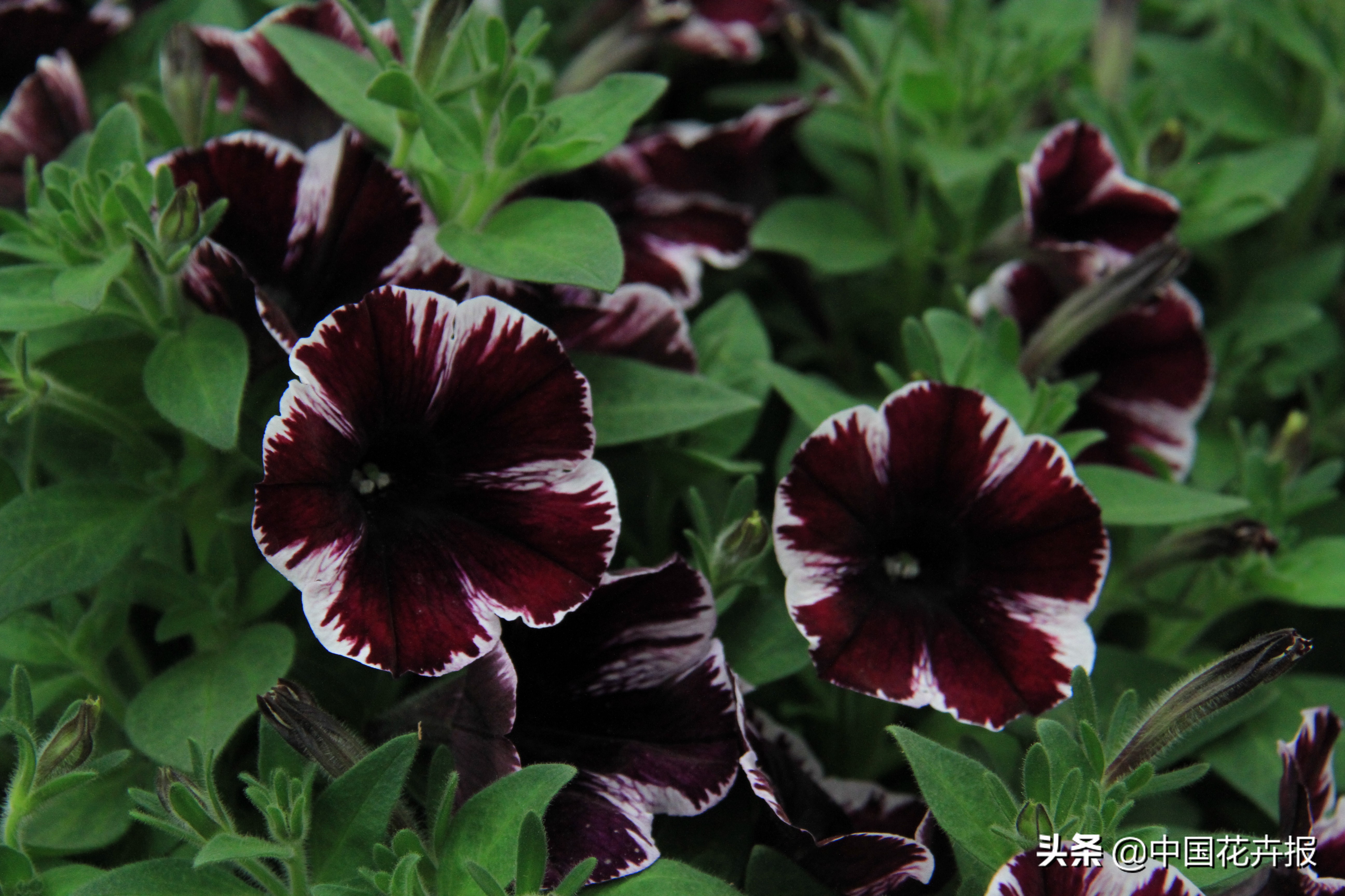 适合花园的花花草草,如何打造四季都有花的花园