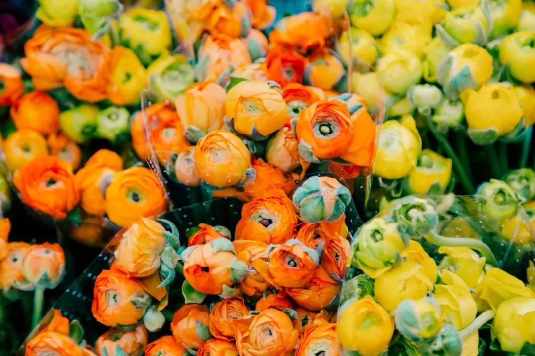 乌鲁木齐花市在哪里光明路附近,乌鲁木齐的花市在哪里