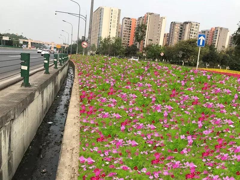 双流区绿化景观,双流县景观花园设计