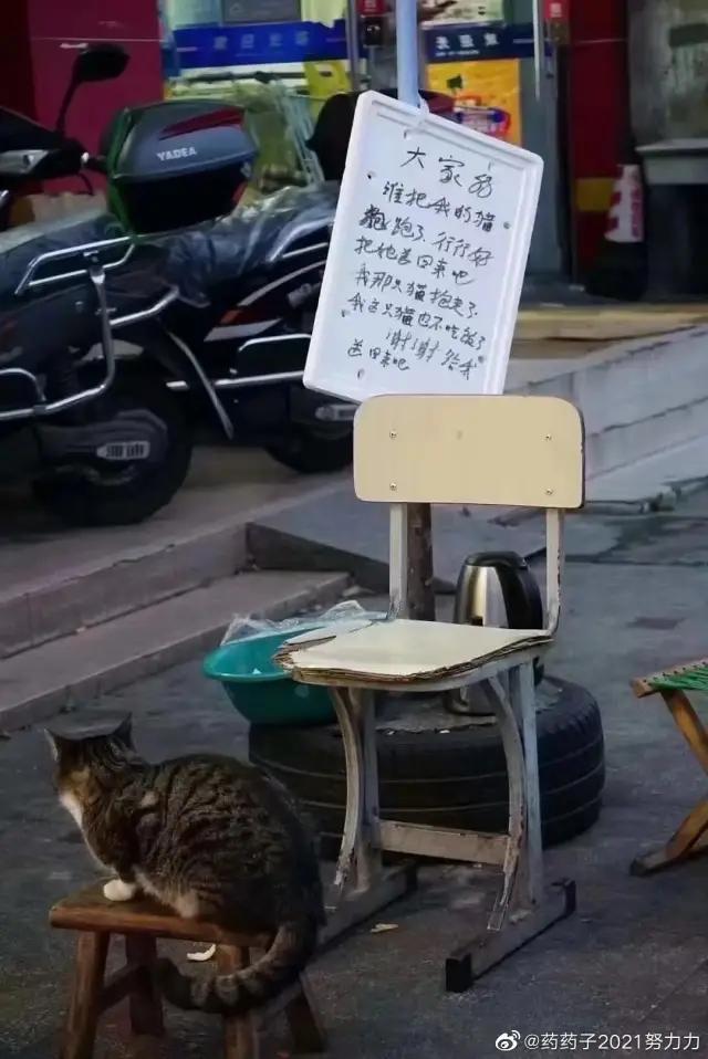 全网都以为复旦大学的猫被偷了，几天后…气得想骂猫