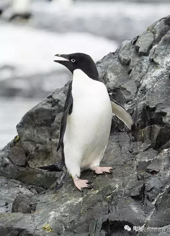 企鹅没有毛还能生活在北极,企鹅没有冰能生活吗