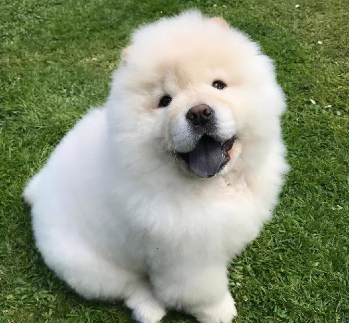 松狮犬的5大缺点难怪那么少人养,松狮犬的作用和用途