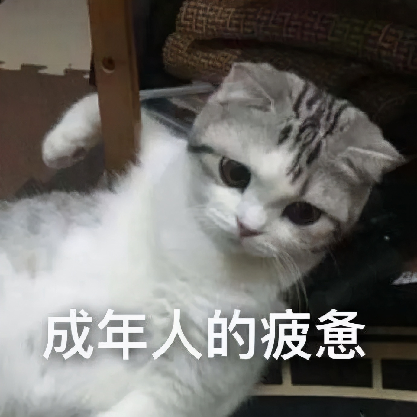 养猫真的不会被抓吗,央视辟谣养猫