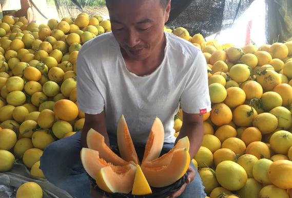 30万斤黄金蜜瓜卖不动！这甜蜜的烦恼，让散户果农们苦不堪言