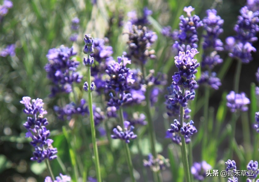 抹不去的记忆-狭叶薰衣草