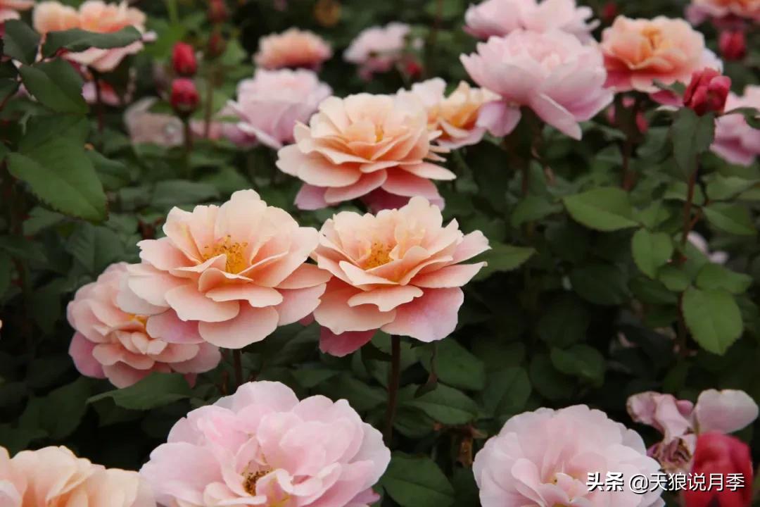 康康最厉害的时刻,康康高光合集