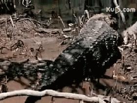 海洋霸主亚马逊真的存在吗,鼍科之王