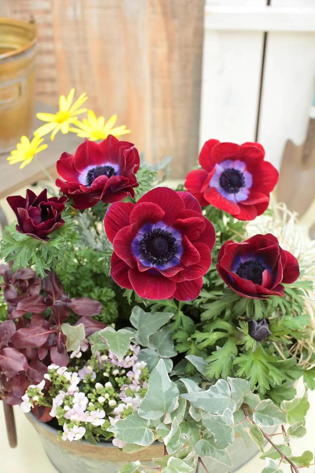 这43个来自世界各地的新品种，快来看看有没有你的菜