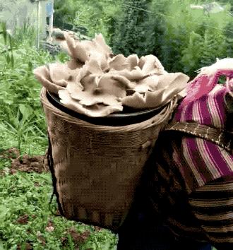 无毒野生菌图鉴大全,见手青野生菌可以吃的种类