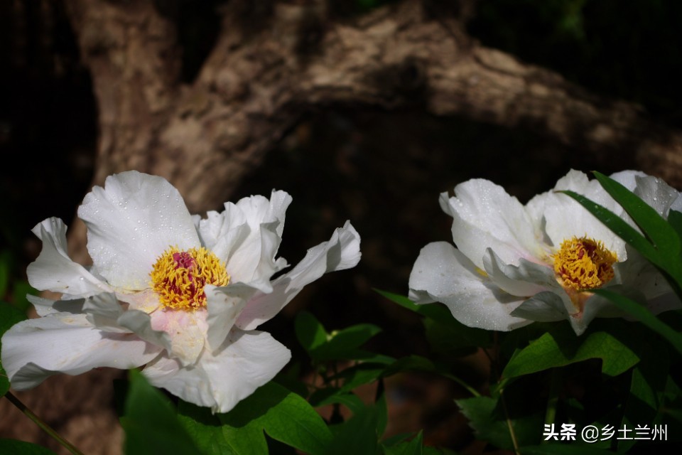 芍药花开的季节等你欣赏,芍药花开如诗如画