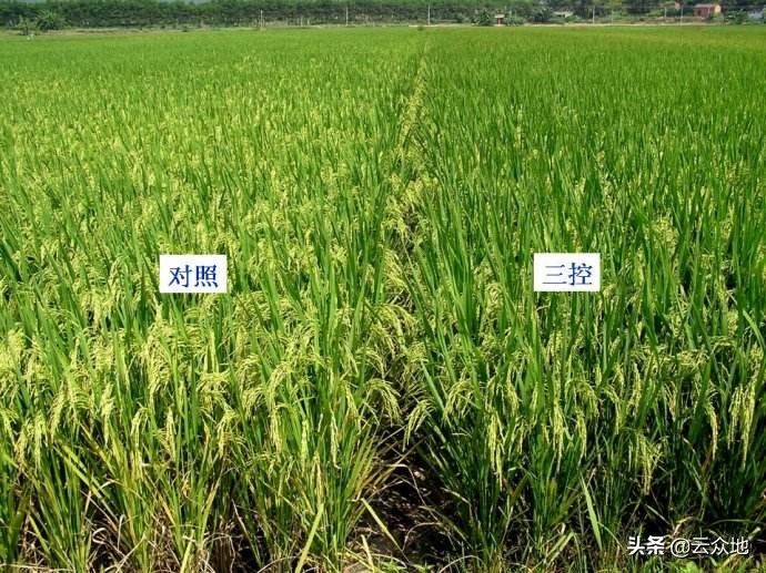 水稻施肥管理技术视频,水稻各时期施肥量和施肥方法