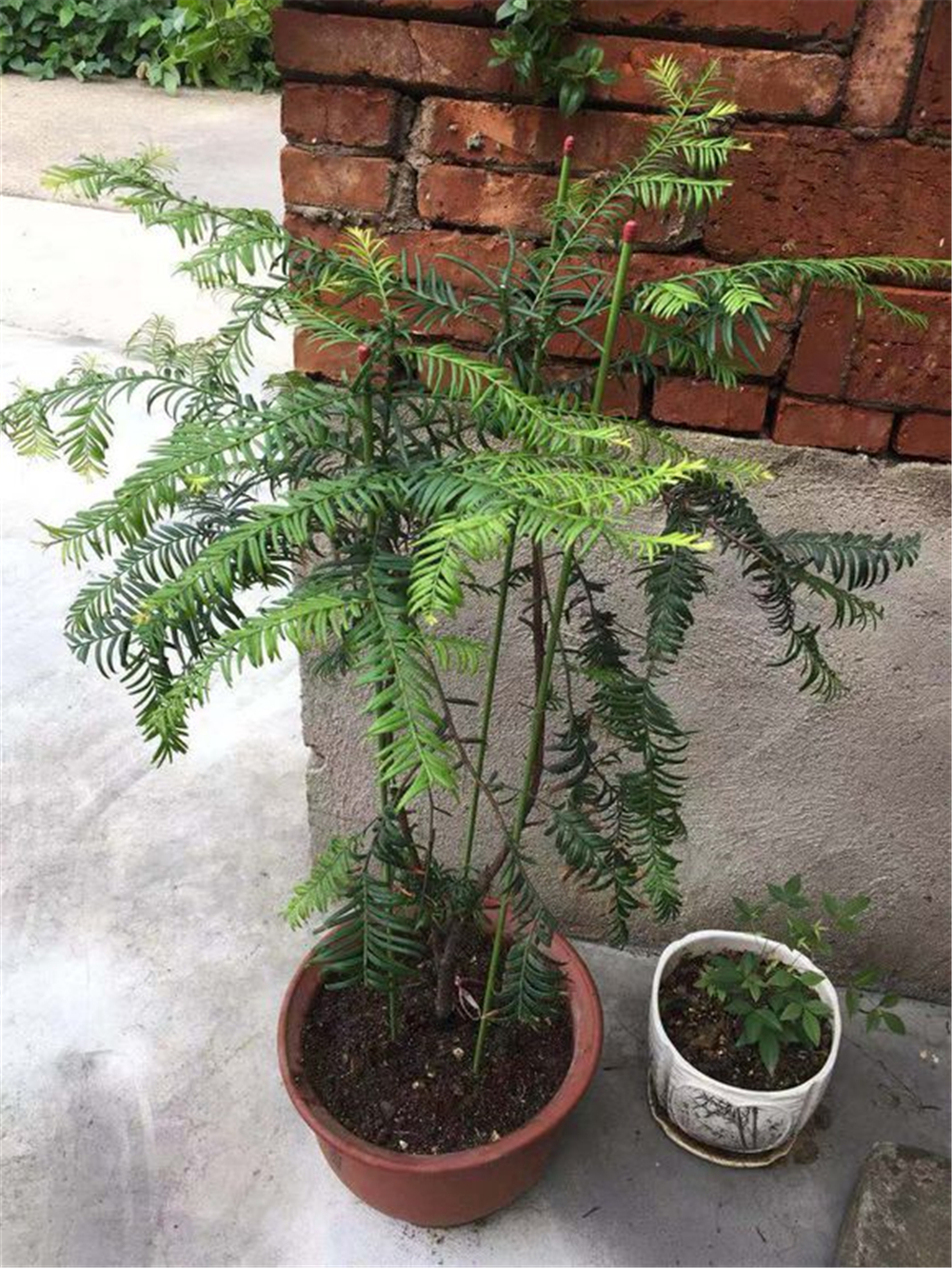 红豆杉干枯后如何补救视频,红豆杉叶子干枯的救治方法