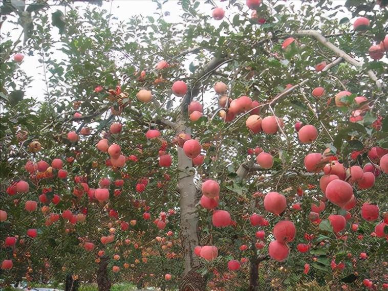 全国果品行情,今年果品价格走势