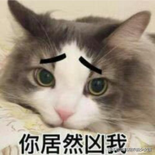家中的猫咪很酷不理人，只要用对了方法，猫咪一叫就来