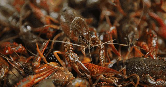 济南比较正宗的烤全羊,吃遍济南烤全羊