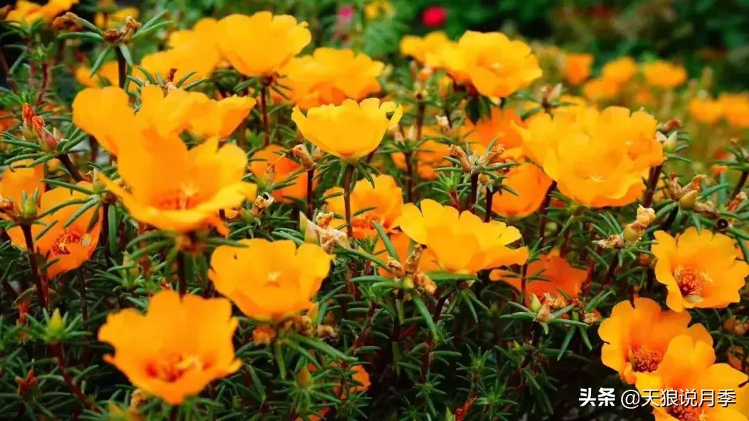 露台打造花海,她用10年改造庭院