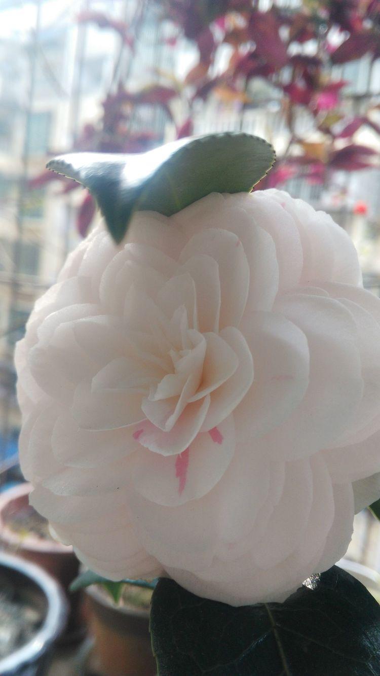 喜欢养花的就养几颗玫瑰花,喜欢养茶花的人