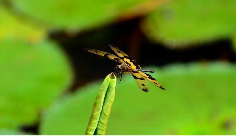 美丽的蜻蜓诗句,描写蜻蜓的诗句古诗大全