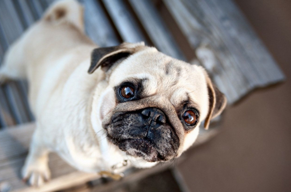 巴哥犬体味大,金毛犬和巴哥犬哪个体味更重