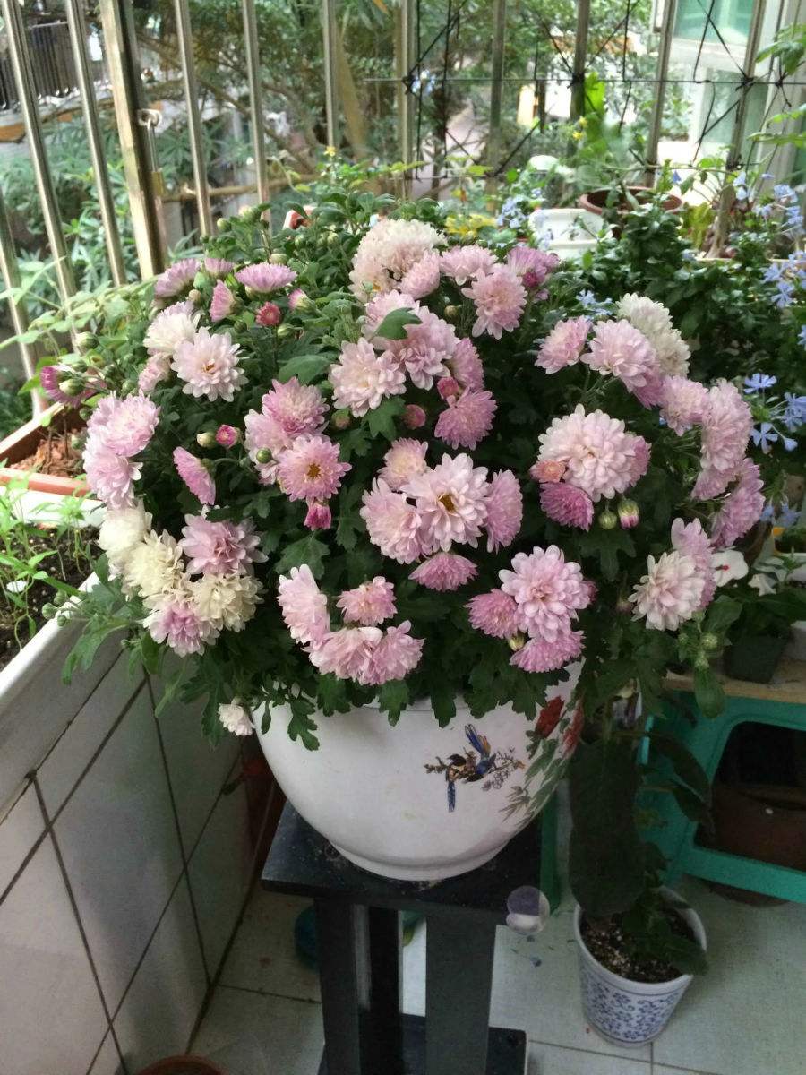 适合养老桩的菊花,适合室内养的小菊花