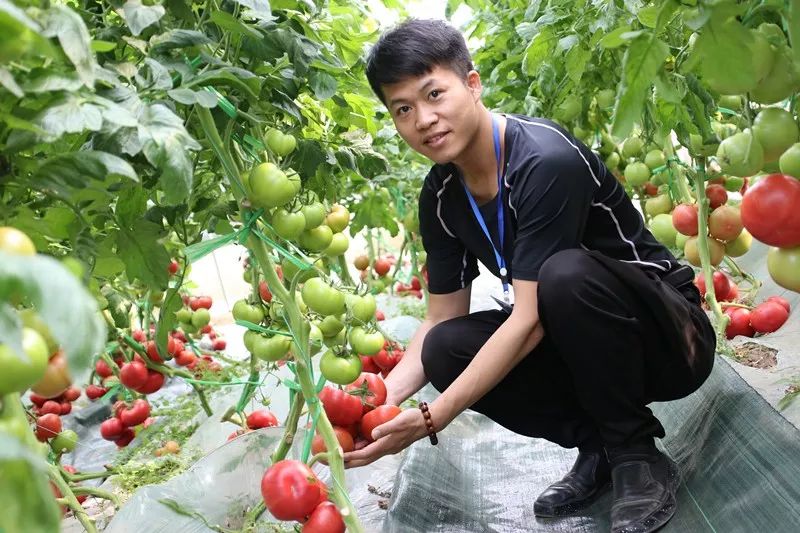 无土栽培和土壤种植技术研究所,农业无土栽培技术培训