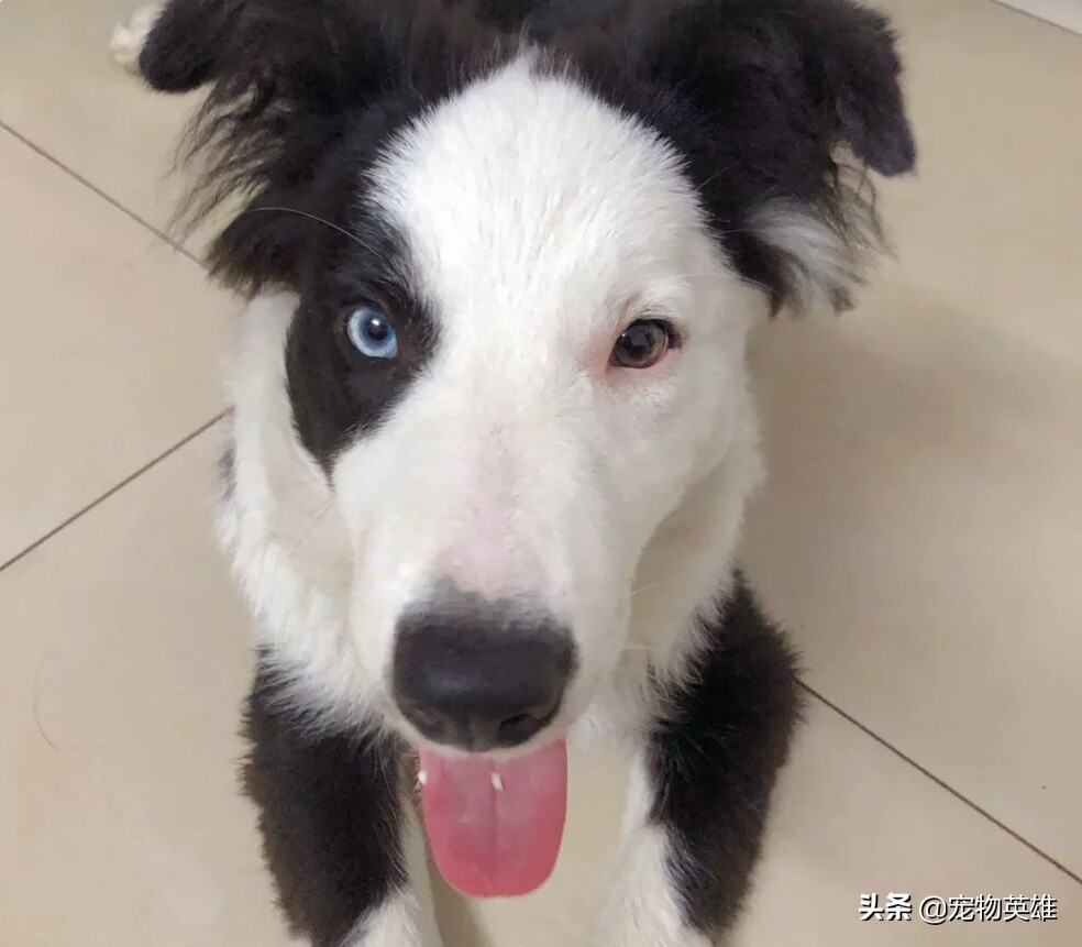 狗子被蜜蜂蛰成大肿脸原视频,狗子眼睛被蜜蜂蛰白了