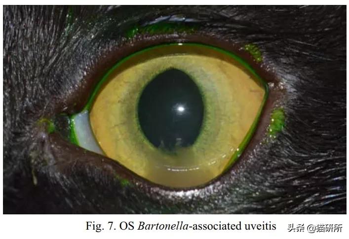 猫咪眼睛异常,猫咪眼睛有问题视频