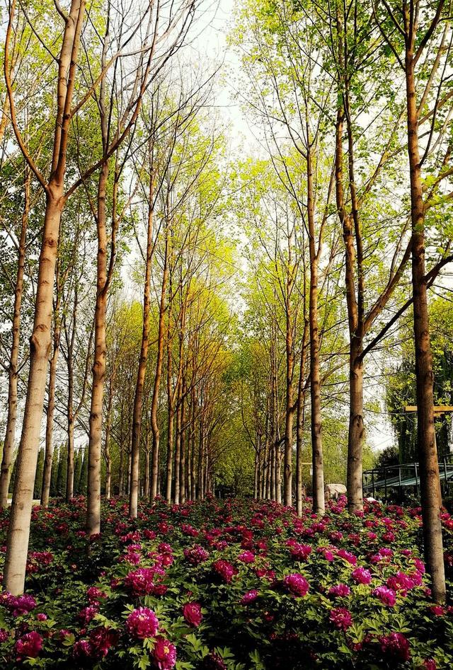 洛阳牡丹花摄影,中国牡丹花开摄影