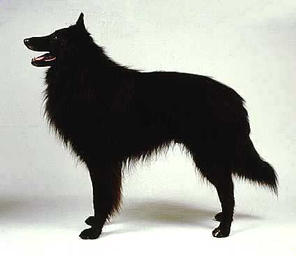 世上最漂亮的十种狗,最名贵的狗叫什么名字