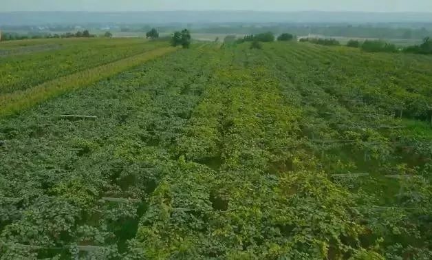 眉县猕猴桃为什么能上央视,眉县猕猴桃品牌故事