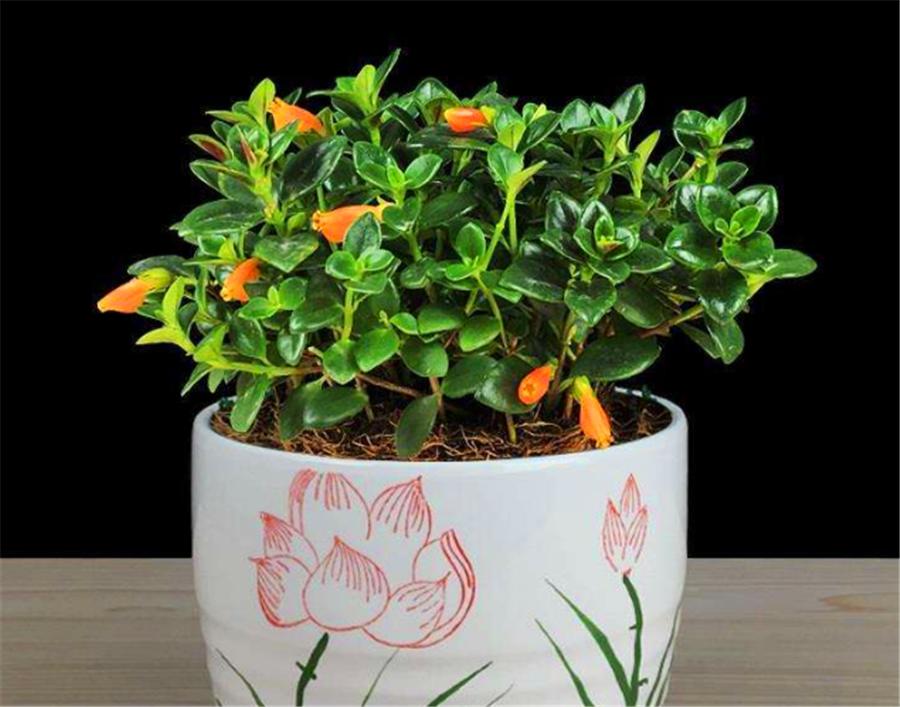 金鱼吊兰冬季可以修剪吗,金鱼吊兰冬季多长时间浇一次水