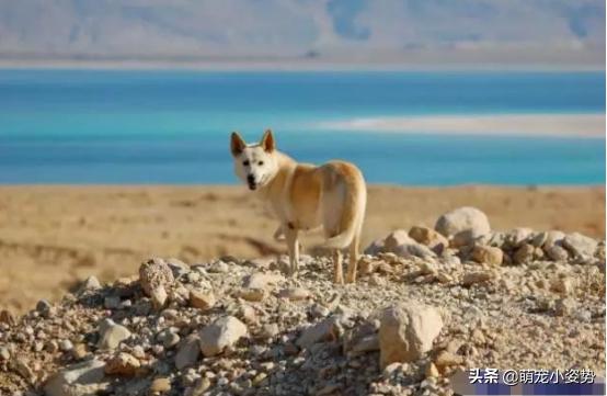 现在的土狗是中华田园犬吗,中华田园犬和柴犬的最大区别在哪