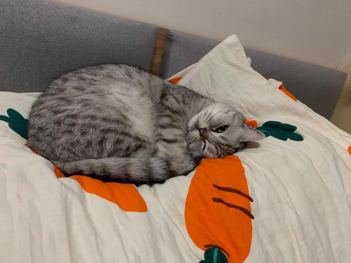 根治猫咪癣的特效药,治疗猫咪猫癣的中药方子