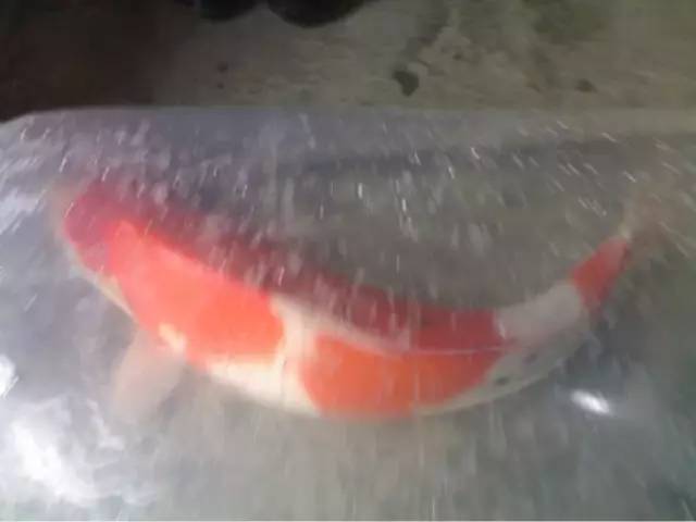 湖南最好的锦鲤养殖基地,湘潭锦鲤养殖