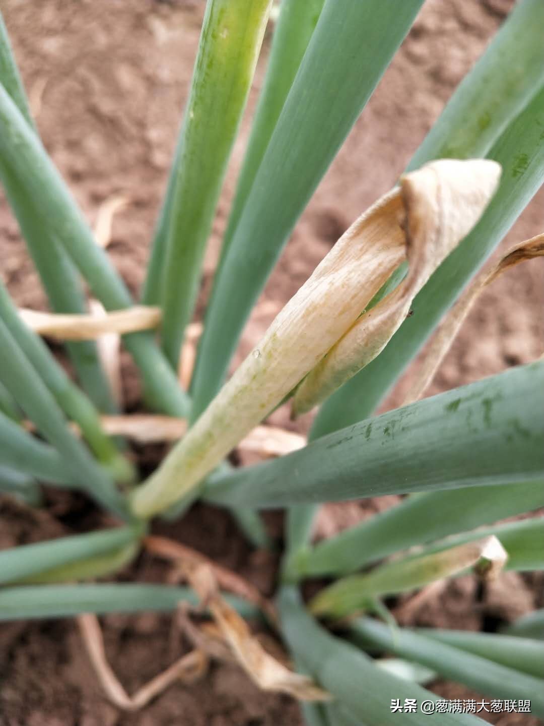 嘧霉胺能防治葱疫病吗,葱疫病怎么防治