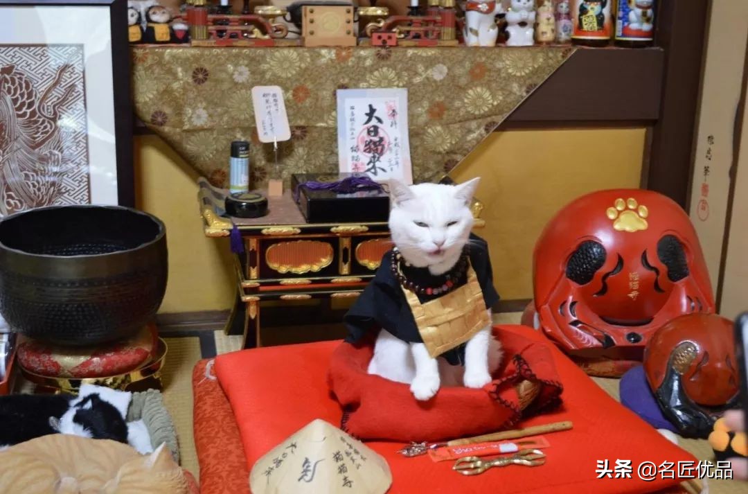20岁少年建“猫猫寺”,和尚住持全是猫咪,网友:不敢撸不敢吸