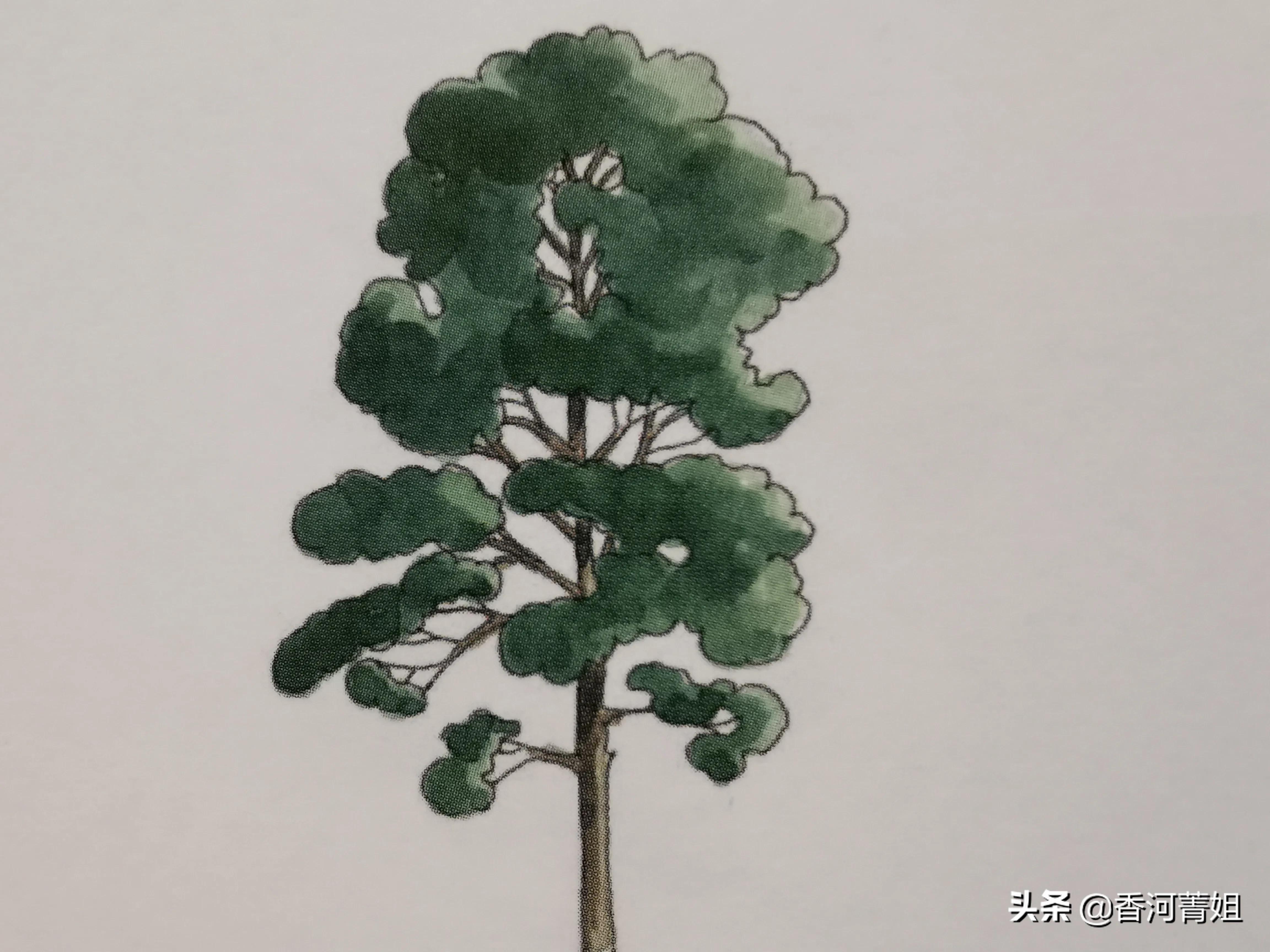 辐射松木头怎么样,辐射松截木头