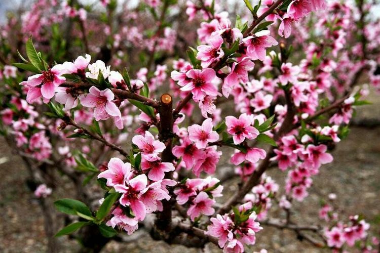 桑园子到什川隧道,桑园子至什川徒步