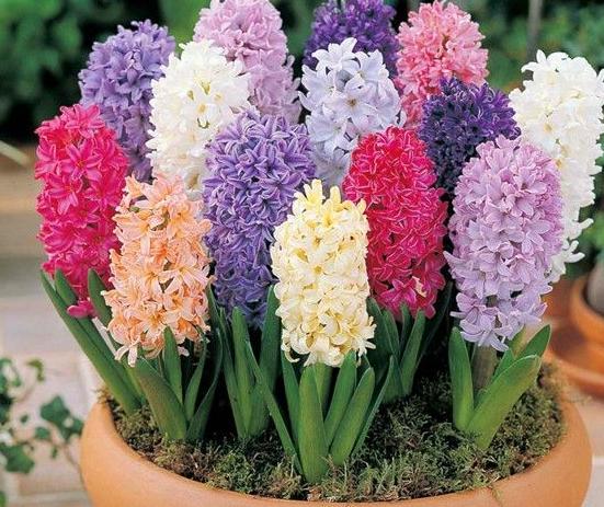 盆栽土结块的解决方法,土壤结块如何治理