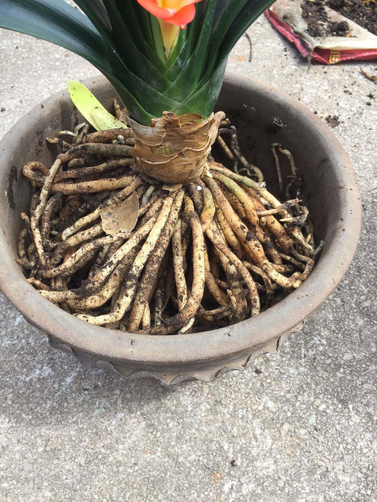 君子兰到底用什么土什么盆养好呢,想要养好君子兰先从土壤配置入手