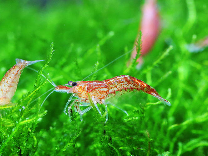 想养虾怎么找苗,想养虾怎么入手