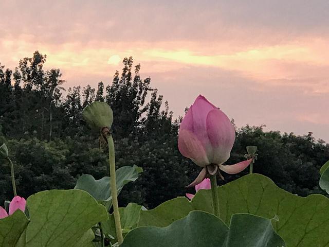 荷花池花期虽过但莲蓬正生,莲花池荷花几月份开花最好看
