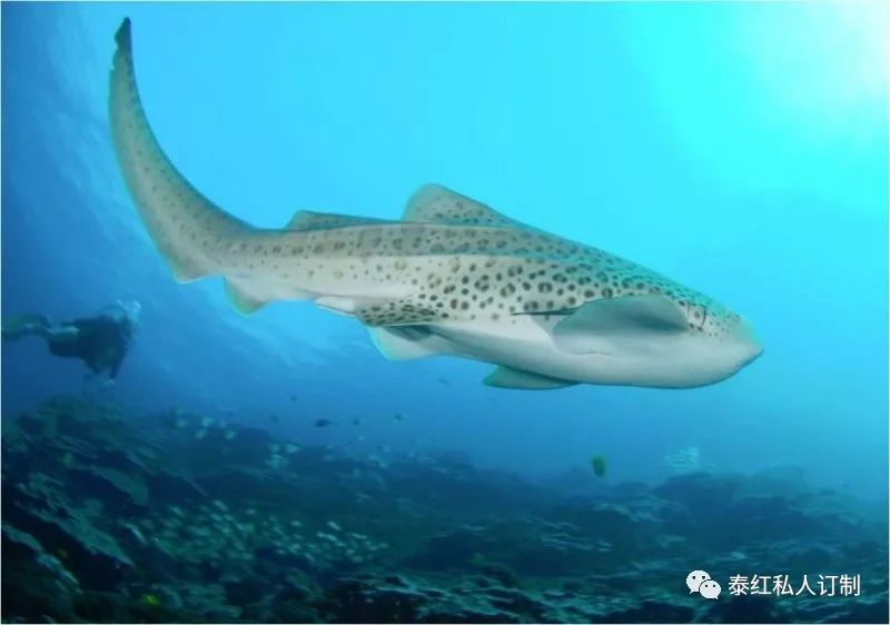 世界最美的潜水胜地,世界前十的深潜胜地