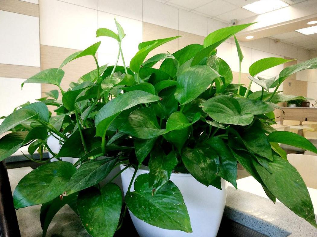 植物过冬的方法有哪些四年级50字,植物过冬的方法简短只有十字