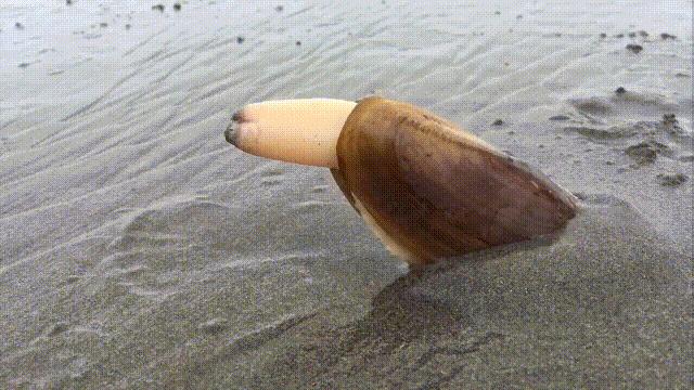 蚬蚌蛏的区别是什么,蚶子蛤蜊蚬子区别