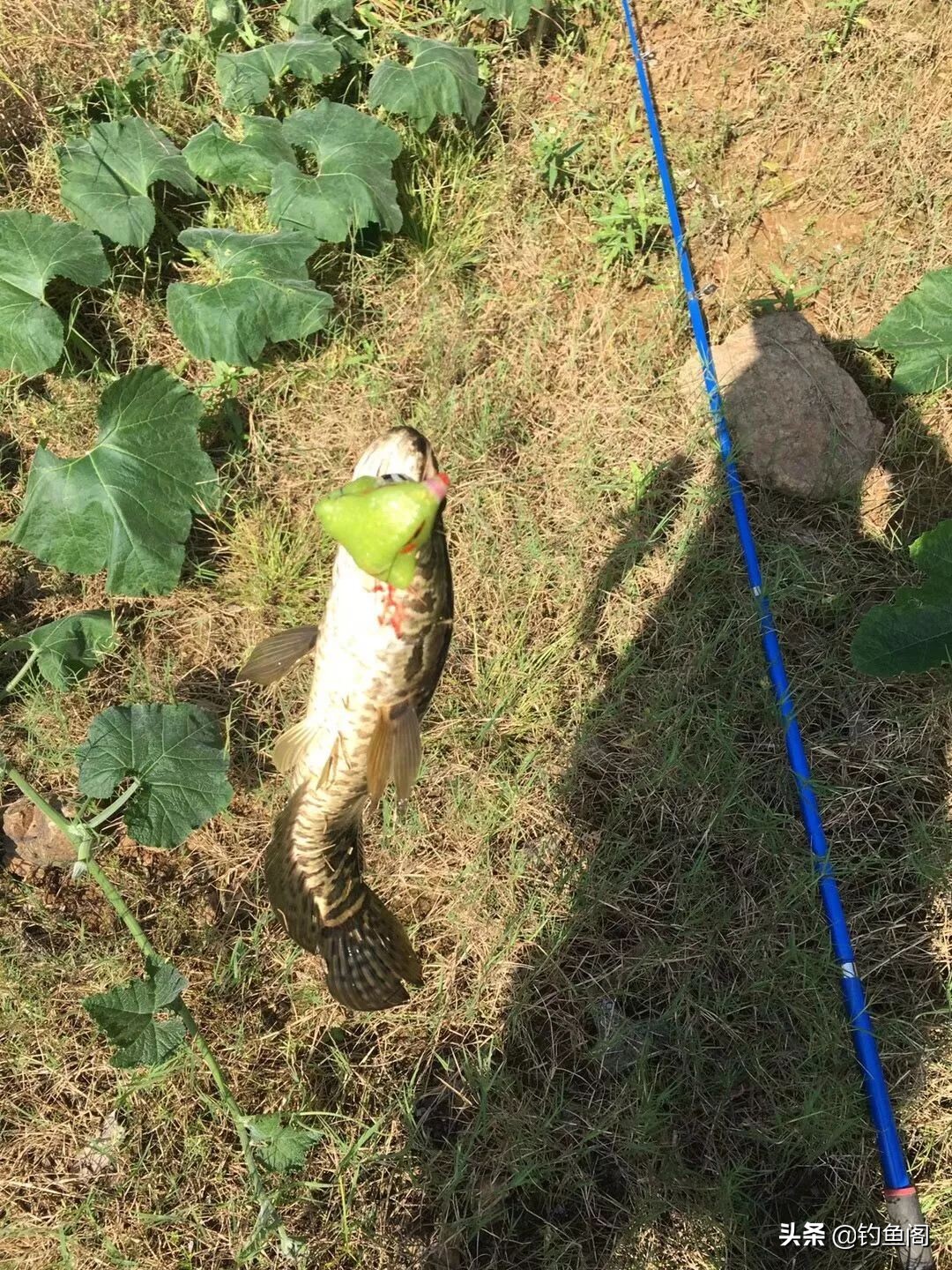 路亚钓黑鱼的技巧手法,路亚钓黑鱼手法操作和技巧视频