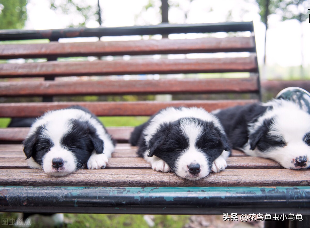 萌巢室内动物园有什么动物,室内游乐场适合养什么动物
