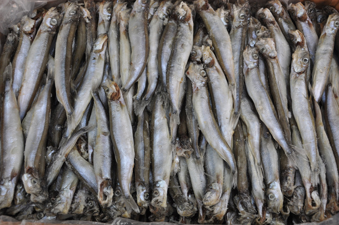 最干净的十种食用鱼,常见的可食用干净的鱼有哪些