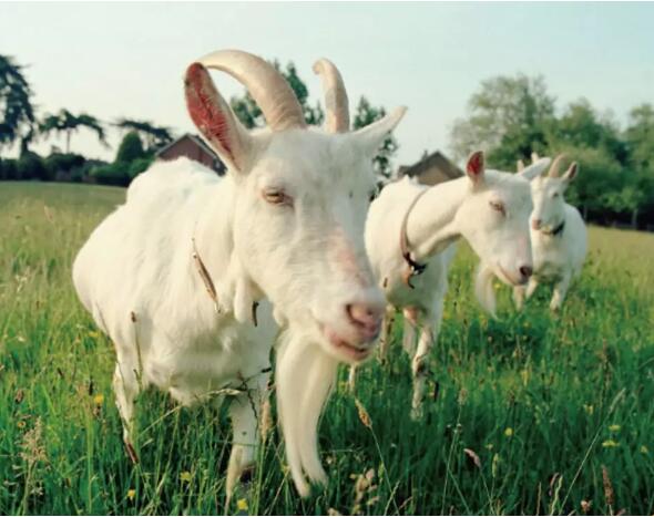 什么品种的羊奶没有膻味,古代煮羊奶如何去除膻味